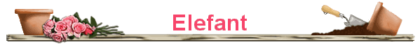 Elefant