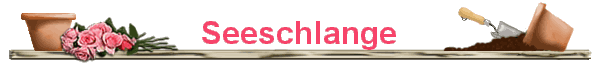 Seeschlange